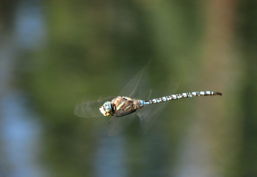 Delight your Spirit Dragonfly